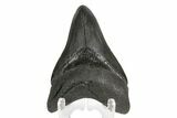 Fossil Megalodon Tooth - South Carolina #168939-1